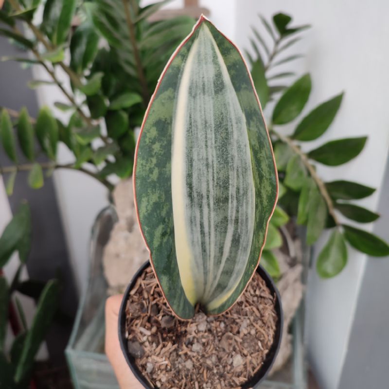 Sansevieria Masoniana Variegated | DP 15 Cm