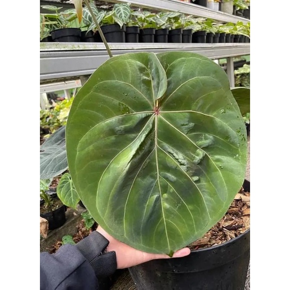 anthurium hoffmani