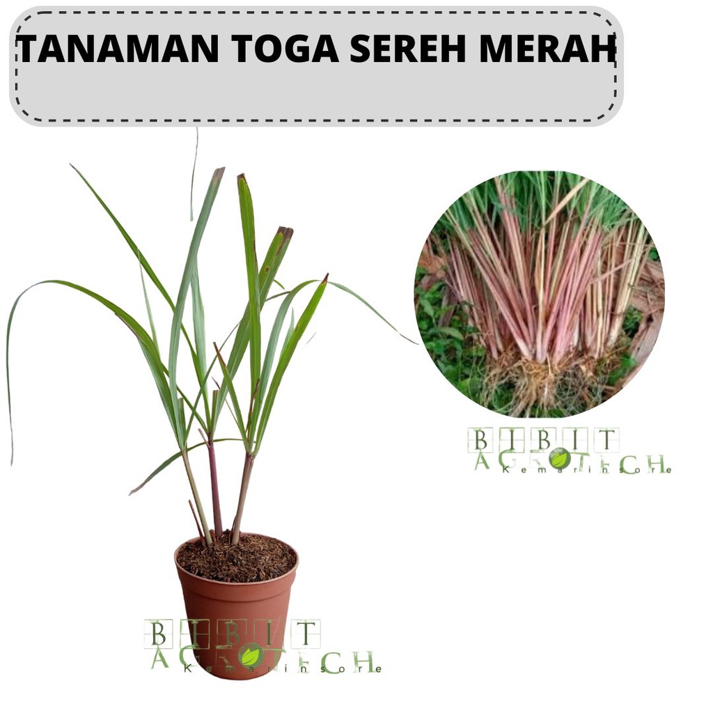 Bibit Tanaman Sereh Merah Wangi/Serai Merah Wangi Asli Untuk Obat Herbal