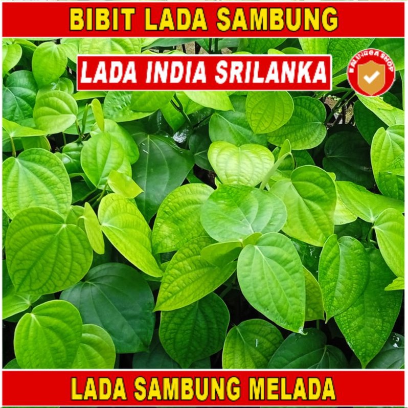16 Bibit Lada India Lada India Sambung Melada