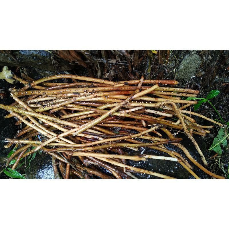 

Akar Pinang muda segar herbal 500 gram