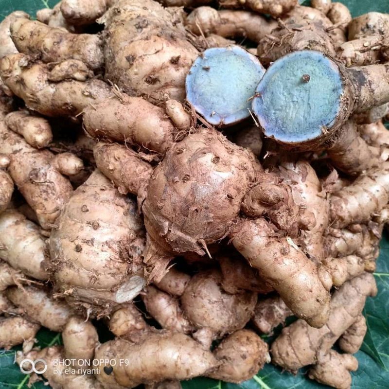 TEMU IRENG KUNYIT HITAM SEGAR 1 KG