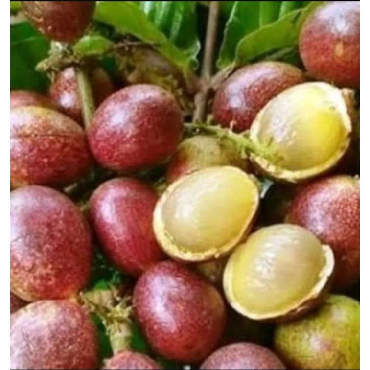 

Buah matoa fresh per 1 kg