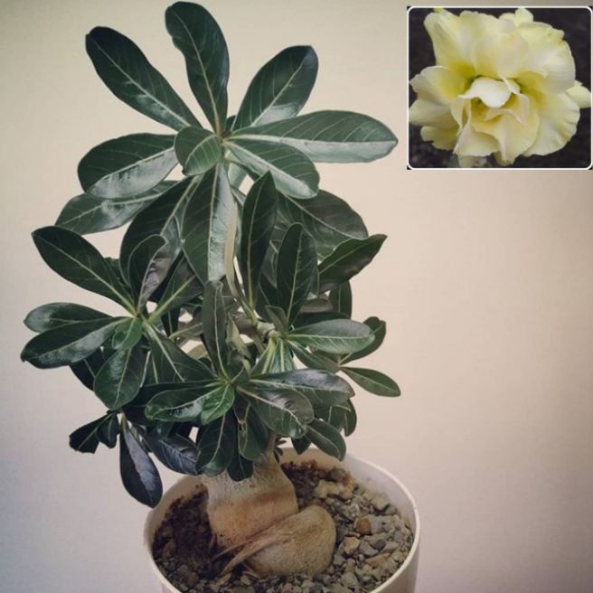 tanaman hias adenium bunga tumpuk - tanaman hias adenium bunga putih - adenium - Kamboja Jepang