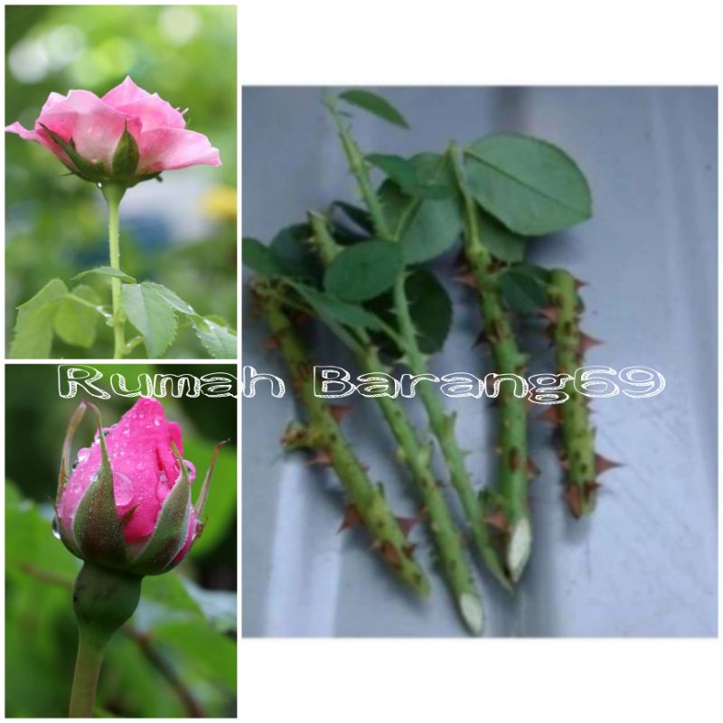 Bibit stek bunga mawar pink