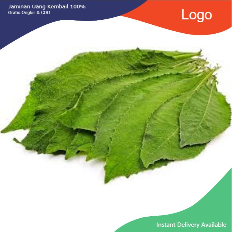 

Promo 500gr Daun Sembung Fresh