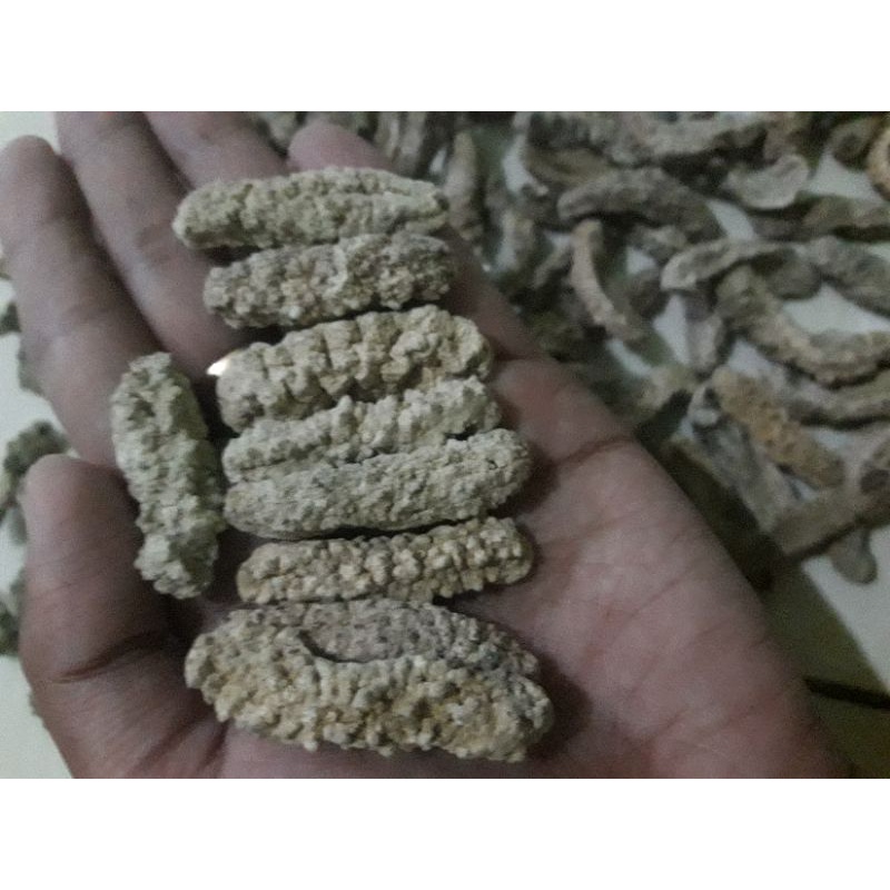 

gamat Kering/gamat duri /haisom gamat