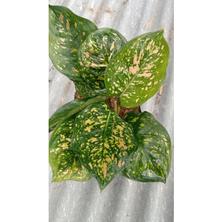 aglaonema ruby ciangmay aglaonema cantik aglonema murah tanaman hias