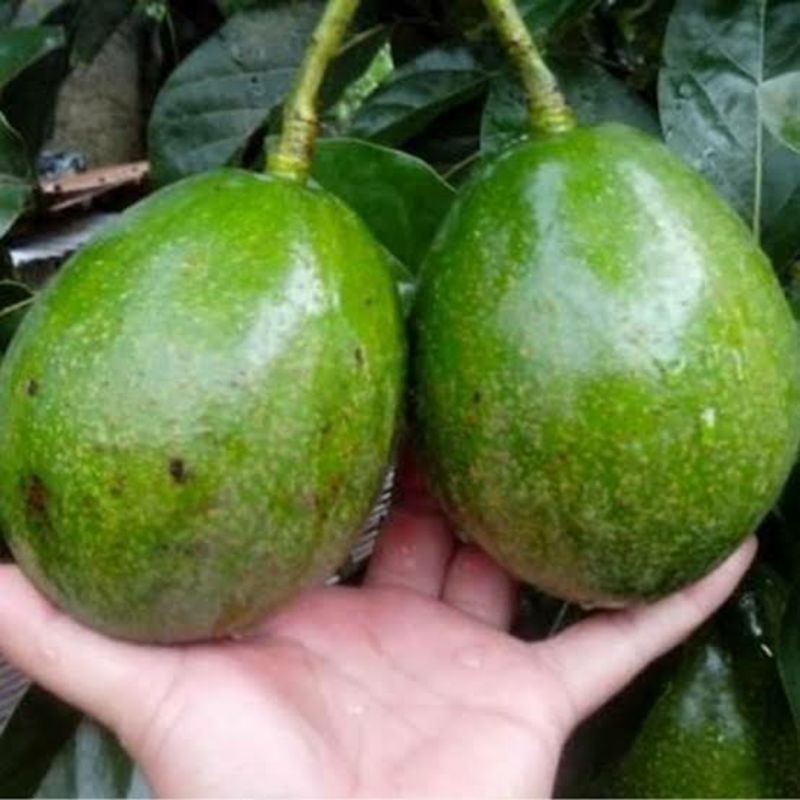 BIBIT ALPUKAT MIKI JUMBO