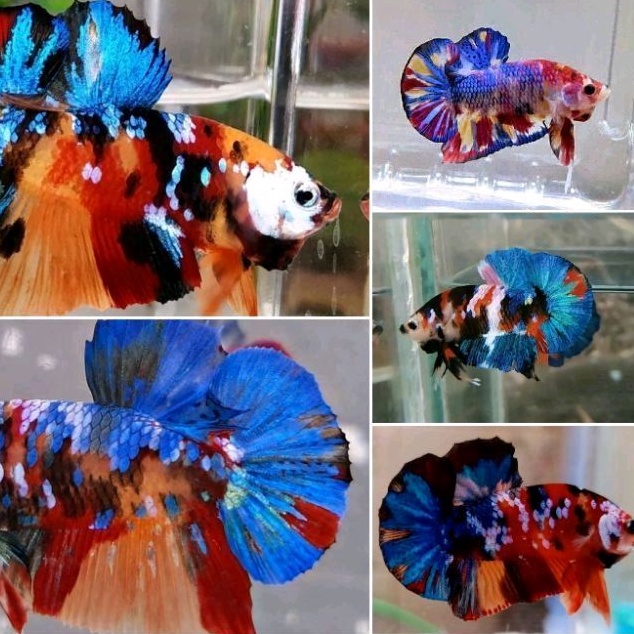 INDUKAN CUPANG MULTICOLOR GRADE A FULBLOK SIAP BREEDING  GENETIC 100% / Multicolor / CUPANG MULTI / 