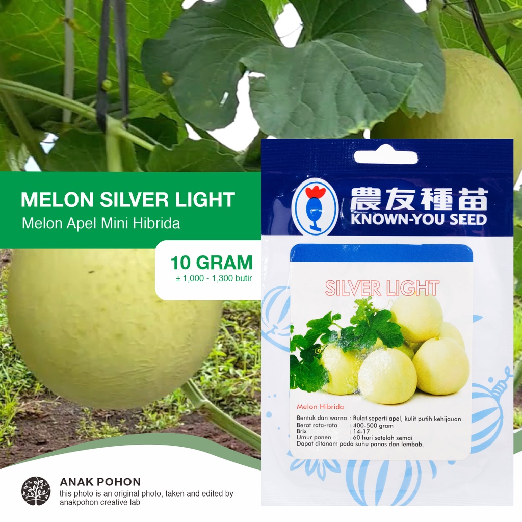 (1 PACK - 10 GRAM) Benih Melon Silver Light F1 Hibrida Melon Apel Putih Bulat Mini Premium Seeds - Known You Seed KYS