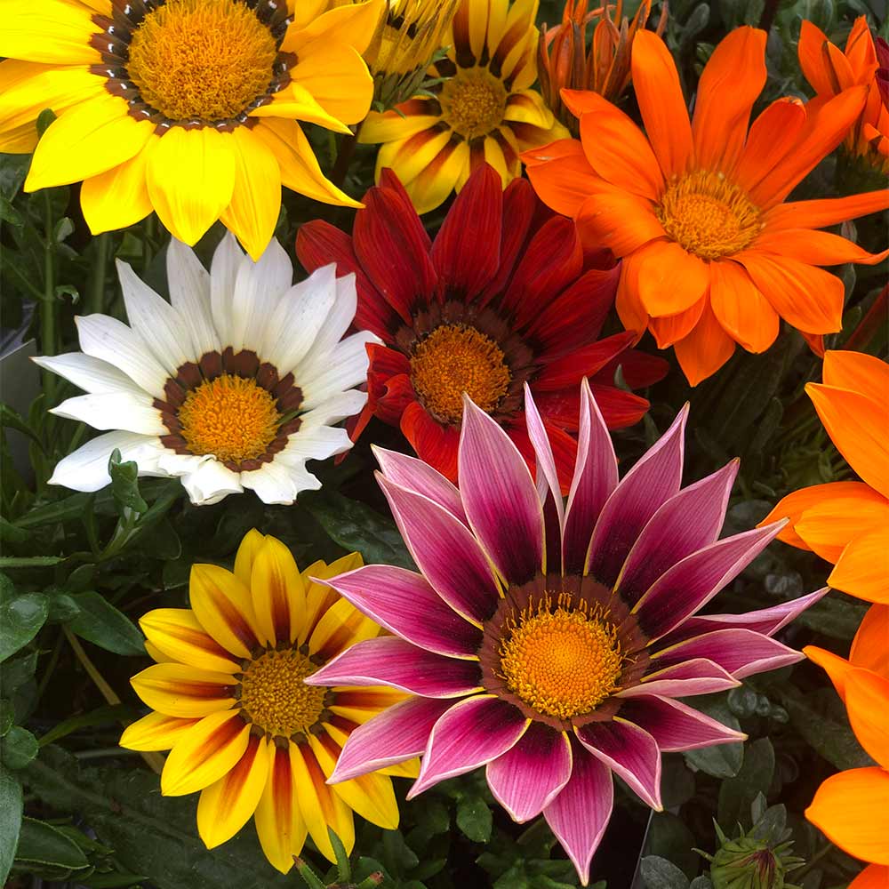 Benih Bibit Biji - Bunga Gazania Daybreak Series Mixed Flower Seeds - IMPORT