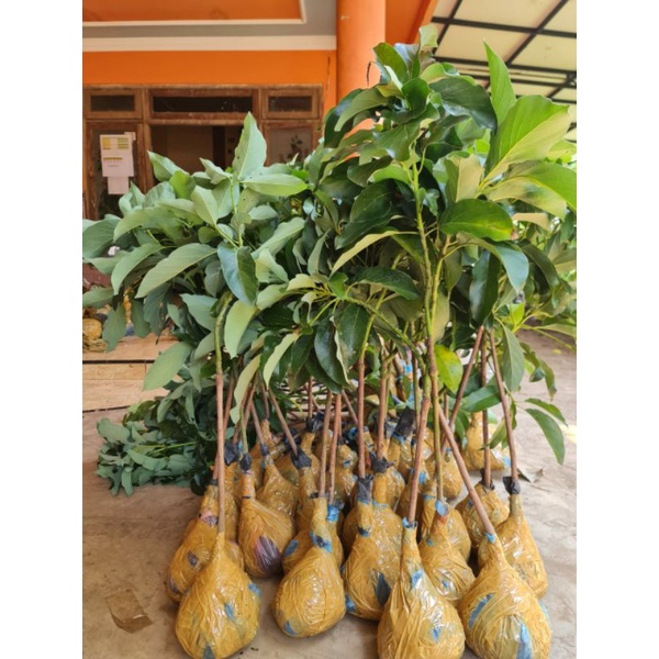 pohon alpukat kendil Batang Besar siap berbuah