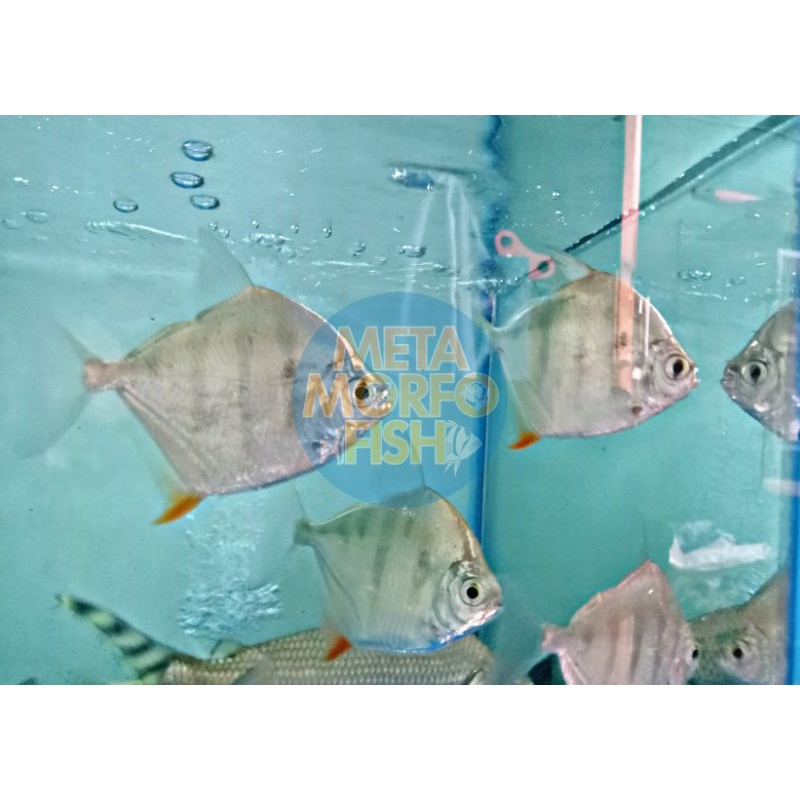 Metynnis Fasciatus /tankmate schoolling