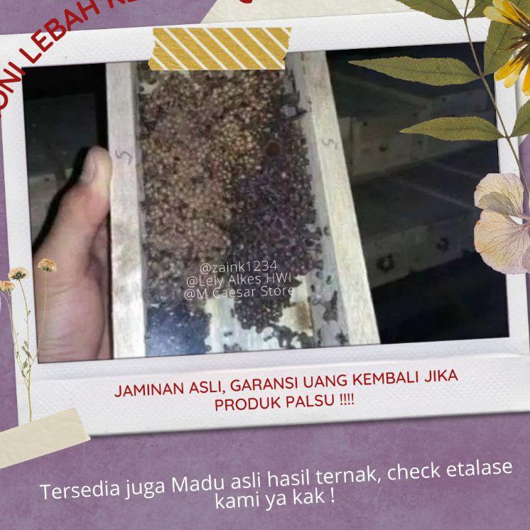 

❅ KOLONI KLANCENG TRIGONA-KELULUT SUPER-BERKEMBANG DAN SIAP PRODUKSI い