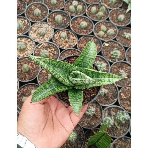 Sansevieria marsha anjani