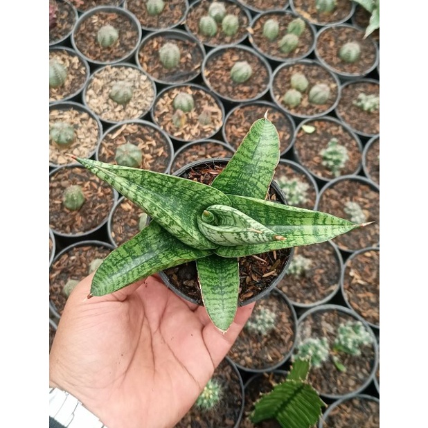 Sansevieria marsha anjani pot medium