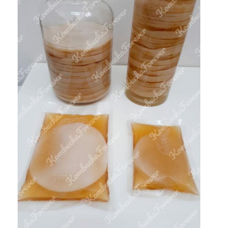 

Dijual.. Bibit Scoby Jamur Kombucha Ukuran Besar Premium Organik L70