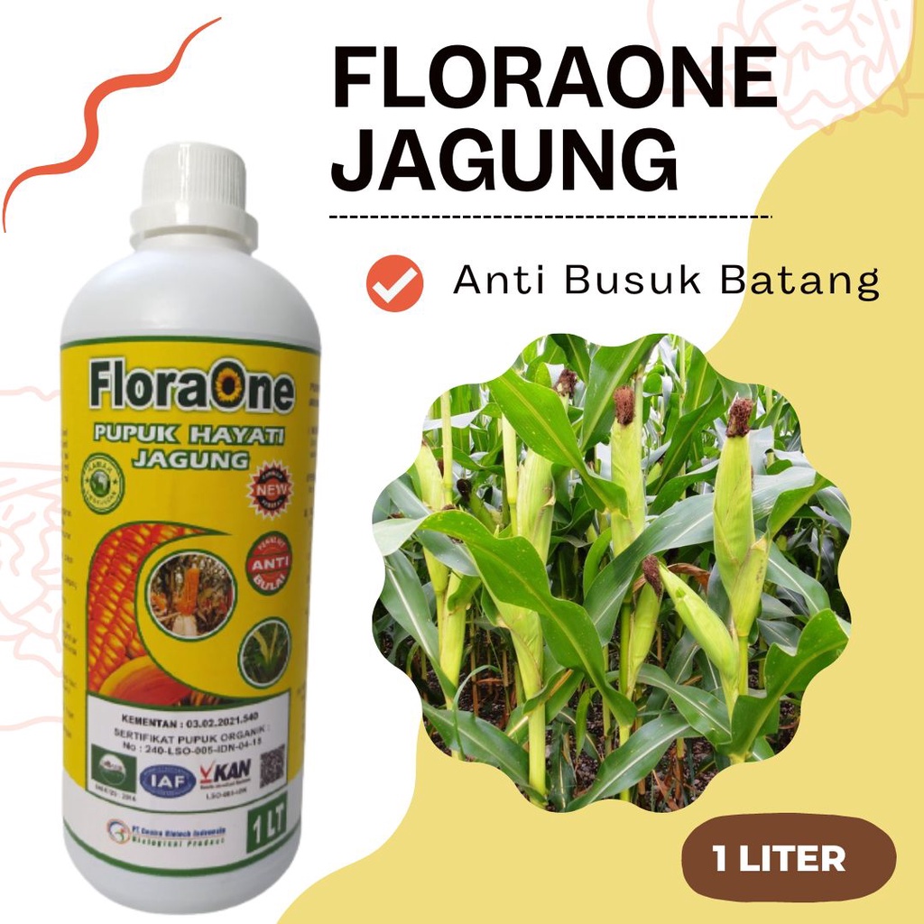 Pupuk Jagung Alami Cair, Fungisida Untuk Busuk Batang Jagung, Booster Pelebat Buah