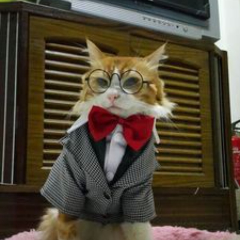 Kacamata Pet Kacamata Pet Kacamata Puppy Kacamata Bulat Kitten