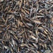 

Ikan Salai Gelang | Ikan Salai kecil Khas Riau