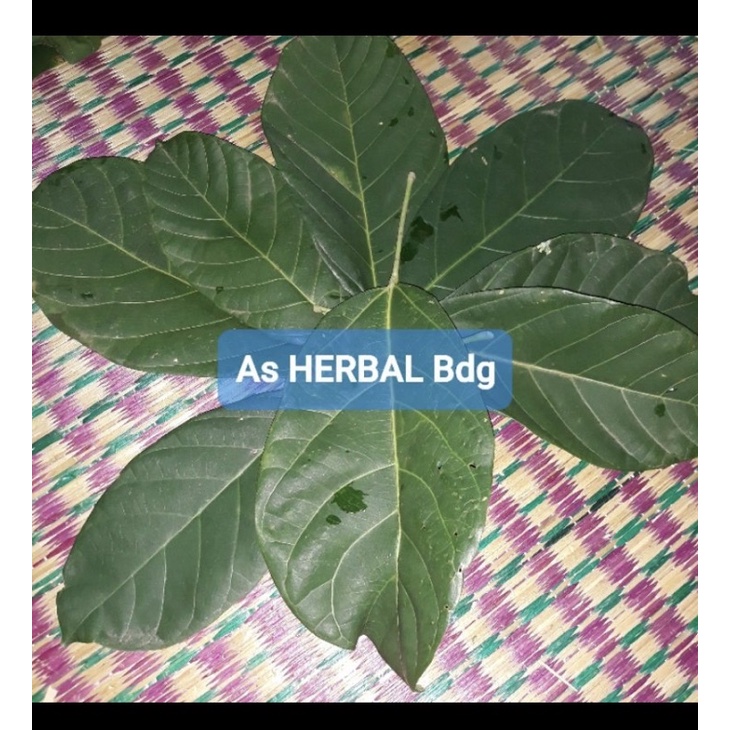 

Paket 1 kg daun hantap segar fresh-az