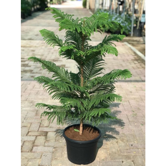 POHON NATAL HIDUP CEMARA NORFOLK TINGGI 1 METER