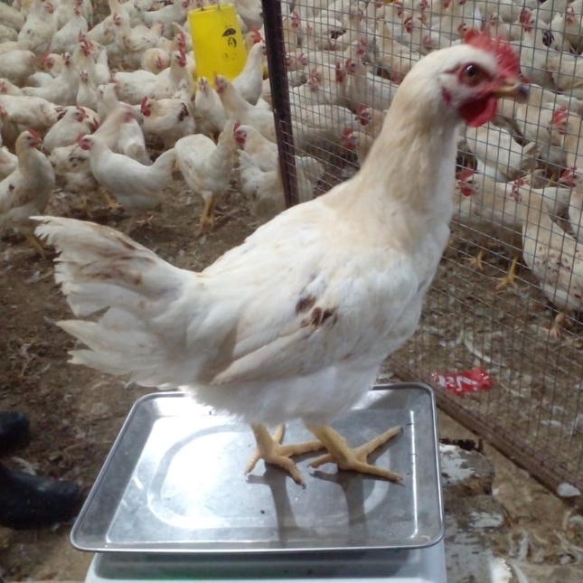 

Ayam pejantan frozen Uk 1.1kg berat bersih masih ada kepala ceker tanpa jeroan/ayam pejantan murah/ayam kalasan/ayam pejantan idup/
