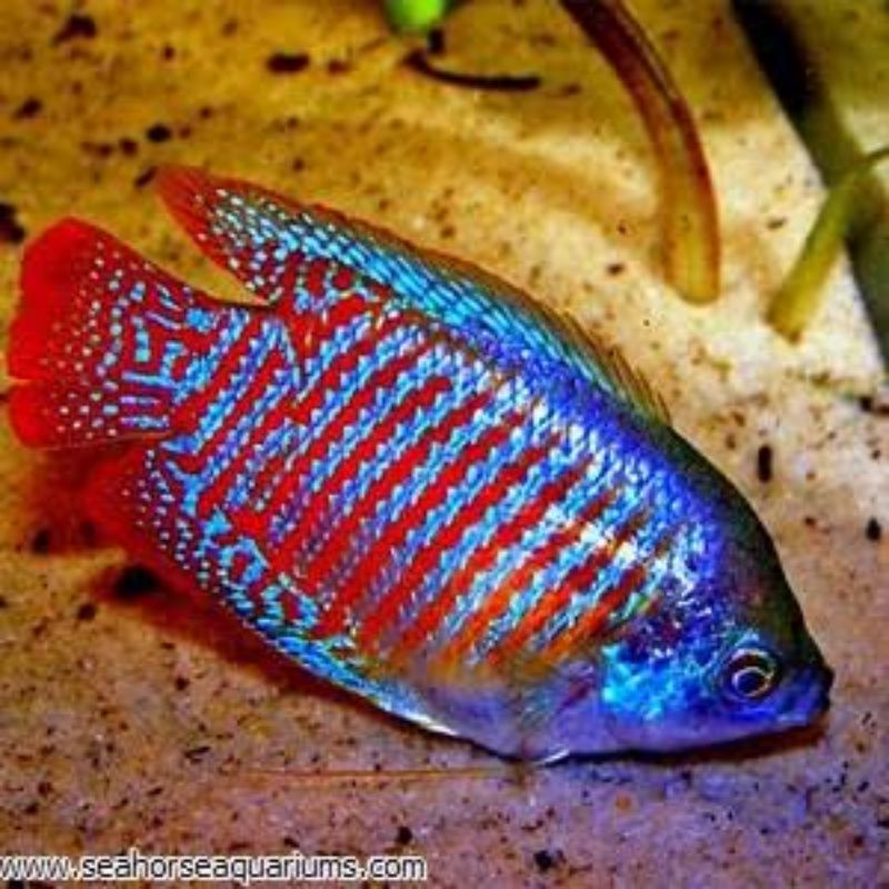 Rainbow Dwarf Gourami