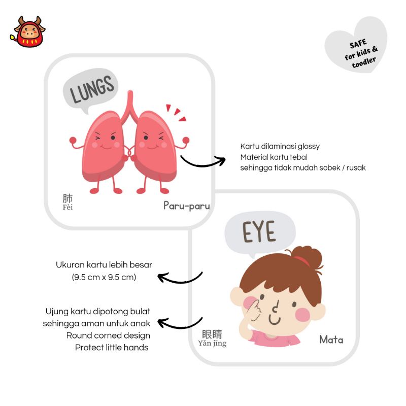 Flash card body parts and organ kids toddler kartu pintar anak belajar