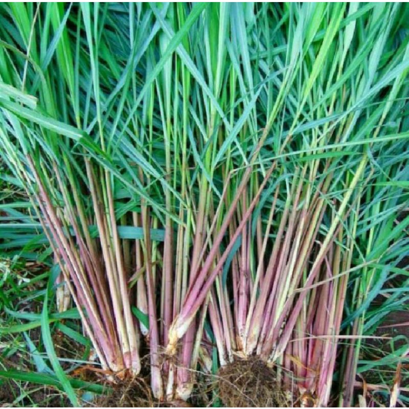 

sereh merah / sereh wangi asli