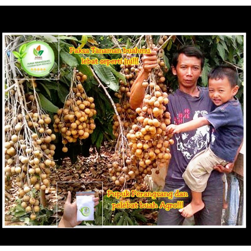 Pupuk pelebat buah/Pupuk perangsang buah/pupuk buah/pupuk penyubur buah/ agro bibit/grosir/pupuk bua