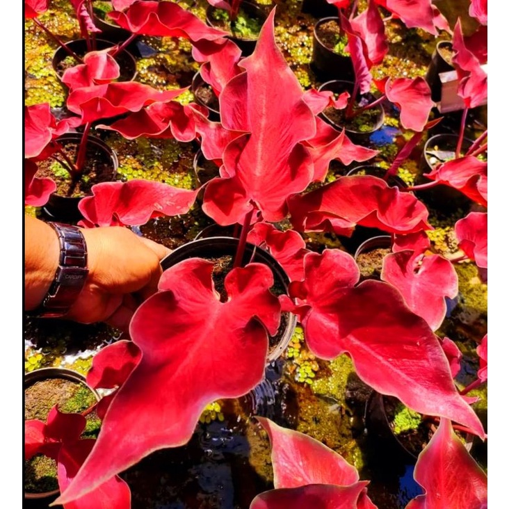 Caladium AnggurMerah 1-3 Daun Tanaman Keladi Hias Murah Impor Thailand Import BUKAN bonggol