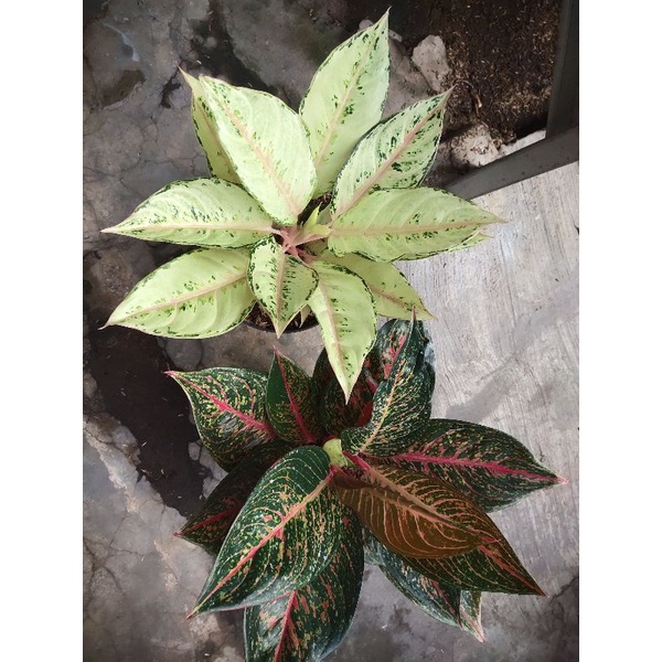 Aglaonema Tiara dan frozen