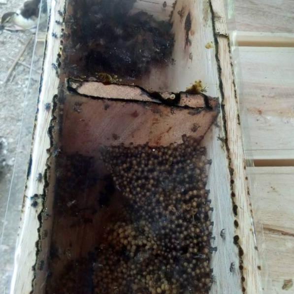 Harga Terkini Koloni klanceng trigona jenis leavicep  dalam stup