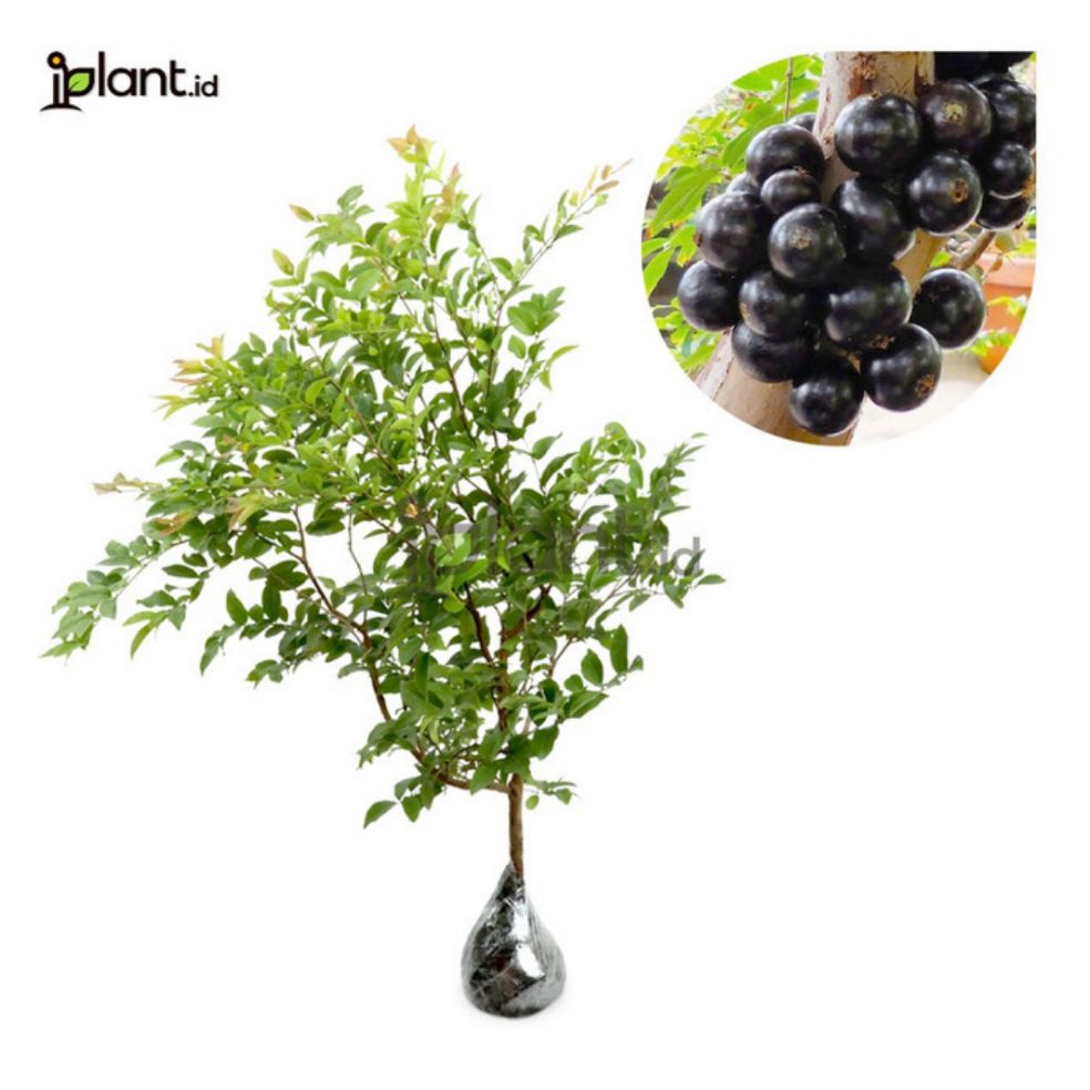 bibit anggur brazil / anggur brazil / tanaman buah anggur brazil