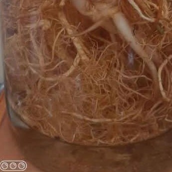 

Minuman Tangkur Buaya 100ML Nira Fermentasi Free Kapsul Dewo 2pcs