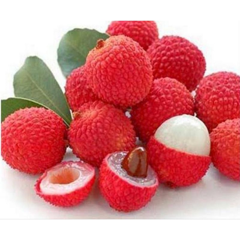 

bGF Li Zhi He Ke Semen Litchi Lychee Seed Seeds Biji Leci
