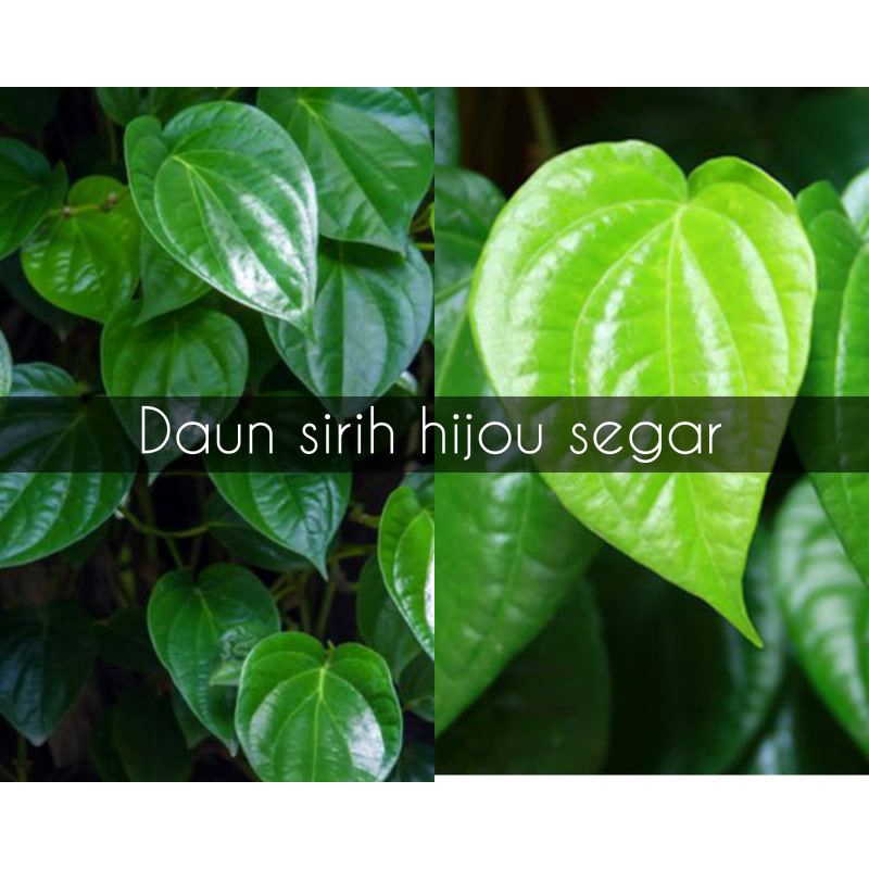 

daun sirih segar fresh dadakan harga persatu l3mbar
