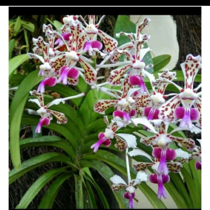Promo 2 anggrek Vanda tricolor dèwasa siap berbunga/anggrek Vanda tempel