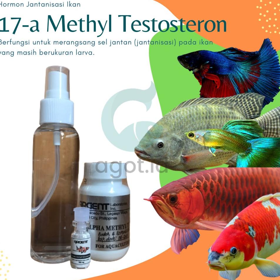 hmd [PROMO] Hormon Jantanisasi ikan 17 Alpha Methyl Testosterone - ARGENT 100mg [GRATIS ETHANOL & SP
