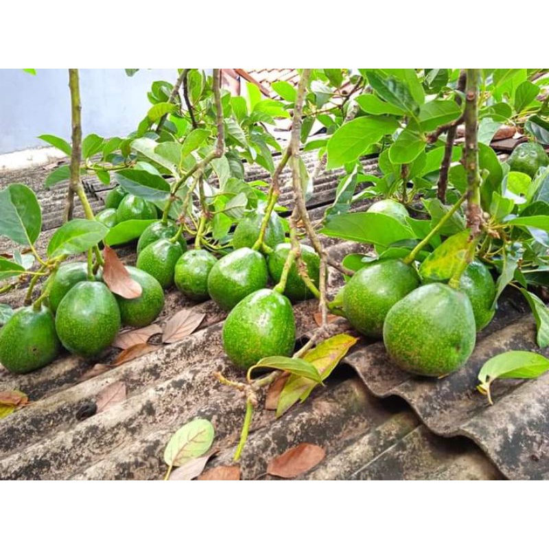 

alpukat mentega miki per 5kg