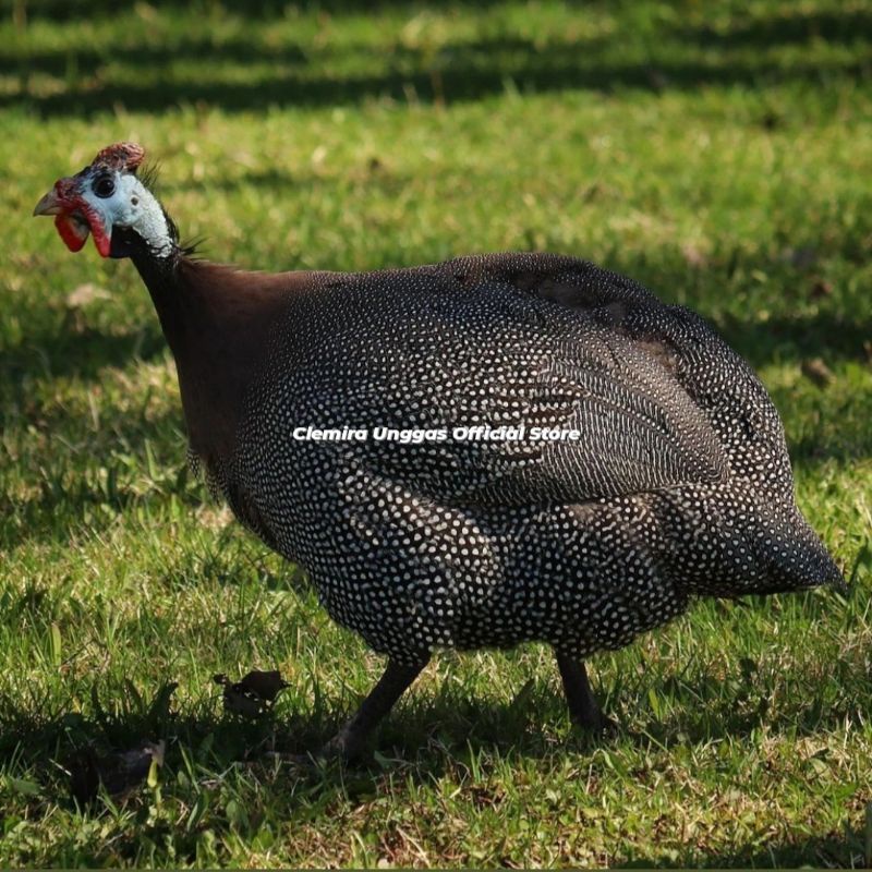 ayam mutiara sepasang - amut - Guinea fowl