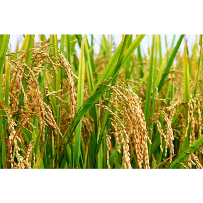 Anyar ZPT AGROGIBB 40 SL (35 ml) - Pupuk Asam Giberelin Cair AGROGIB v@