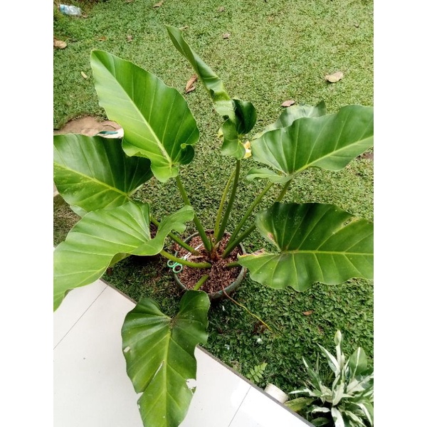 pohon pilo marbel bibit tanaman hias