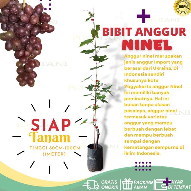 Tanaman Bibit Anggur Jenis Ninel