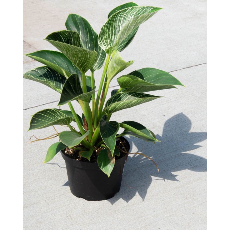 Philodendron Birkin Dewasa Rimbun Tanaman Hias