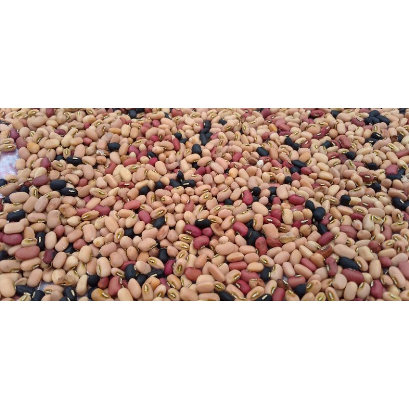 

Kacang Tunggak | Kacang Tolo | Kacang Otok