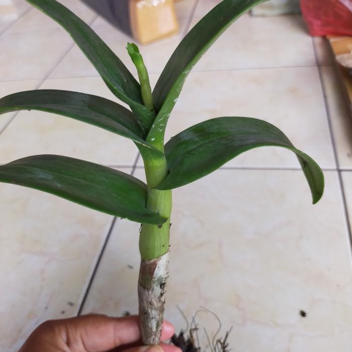 anggrek dendrobium Papua hitam sudah spike tanaman hias [[[  TERSEDIA COD ]]]