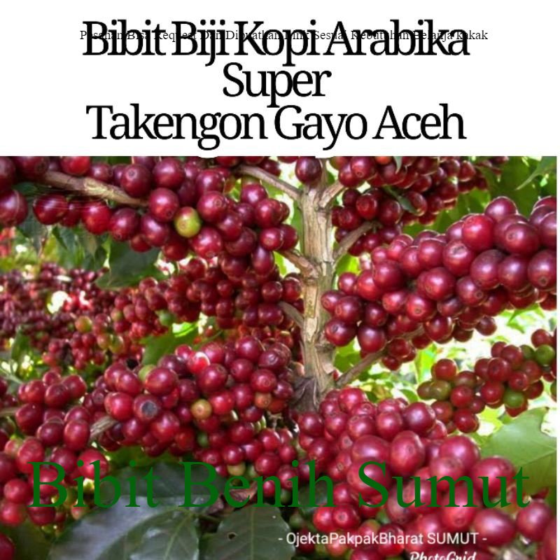 

1 Kg Bibit Kopi Unggul Arabika Varietas Ateng Super Pucuk Hijau, Pucuk Cokelat Bila ingin order banyak bisa kami buatkan link khusus ya kak